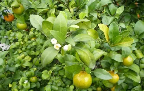 正確認(rèn)識(shí)柑橘黃龍病，以防為主