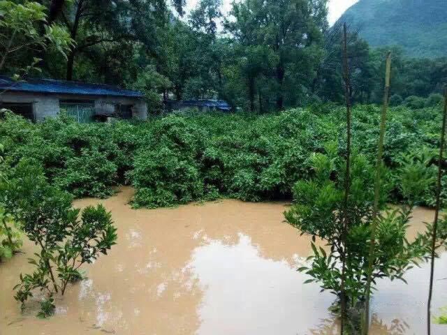 水災(zāi)后柑橘樹(shù)如何護(hù)理？